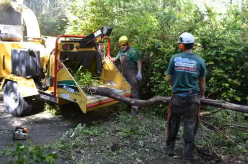 tree services Columbine